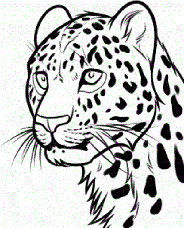 leopard drawing
animal drawing
leopard face drawing