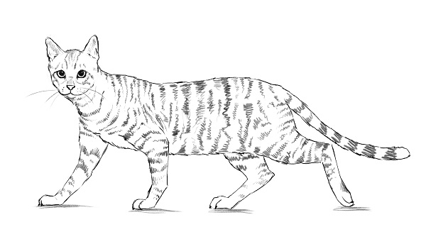 cat drawing