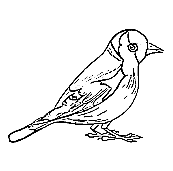 bird drawing
bird drawing easy 