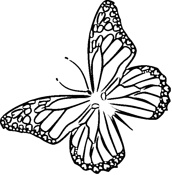 butterfly drawing
butterfly sketch
simple butterfly drawing