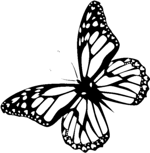 5 Ultimate Steps To Draw A Beautiful Butterfly Drawing - Easy drawing club