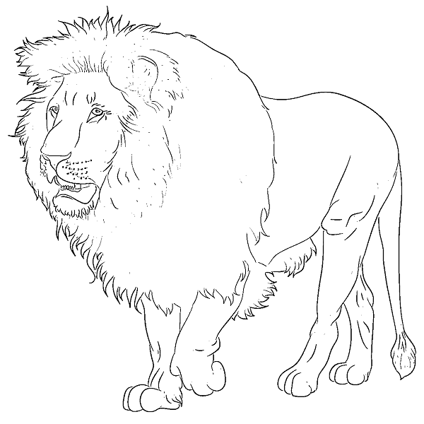 5 Ultimate Steps To Draw A Lion Drawing, You Need To Know.