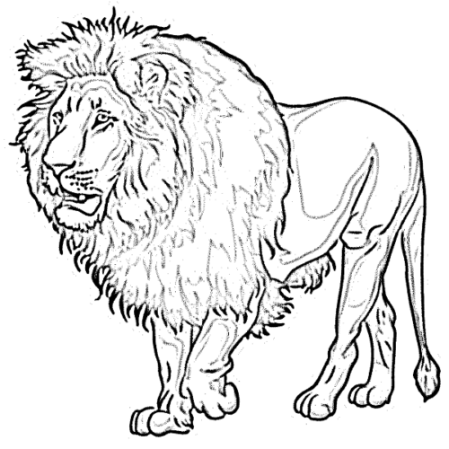 5 Ultimate Steps To Draw A Lion Drawing, You Need To Know.