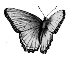 5 Ultimate Steps To Draw A Beautiful Butterfly Drawing - Easy drawing club