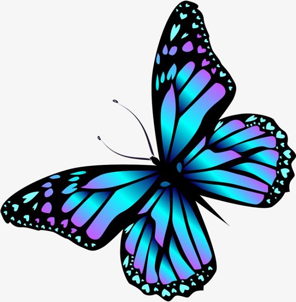 download butterfly drawing