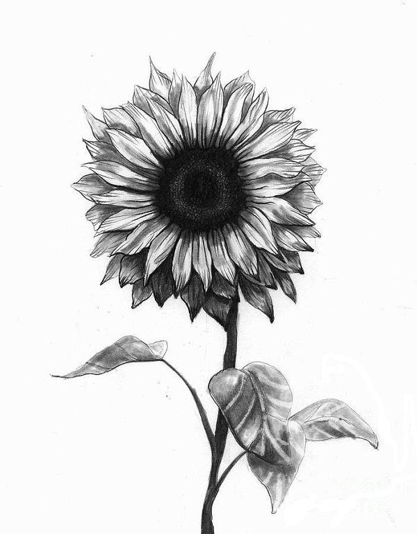 sunflower drawing
flower drawing