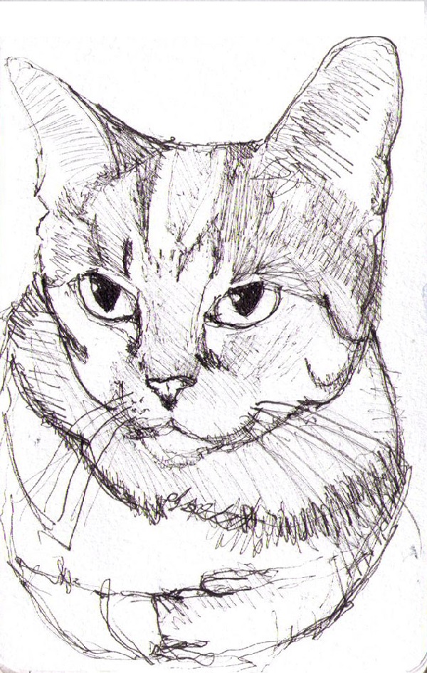 15+ Best & Easy way to draw a cat drawing With full tutorial.