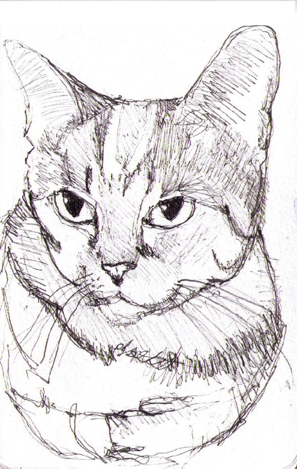 simple easy cat drawing