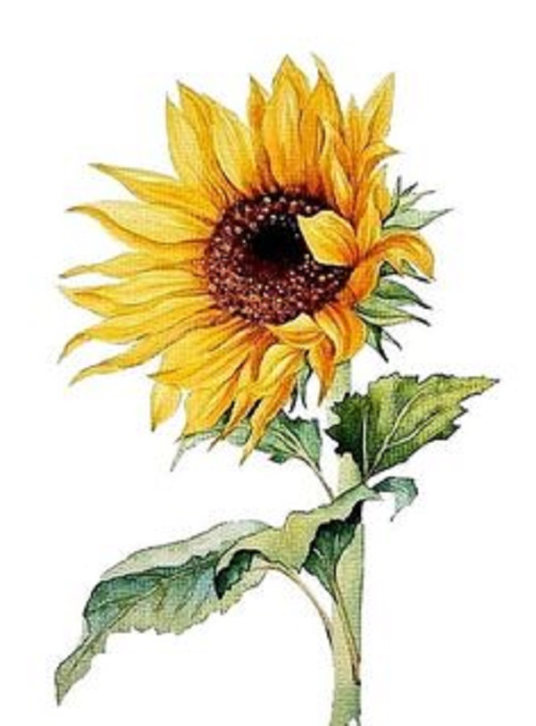 12 +Amazing way to draw a Sunflower drawing Within easy steps.