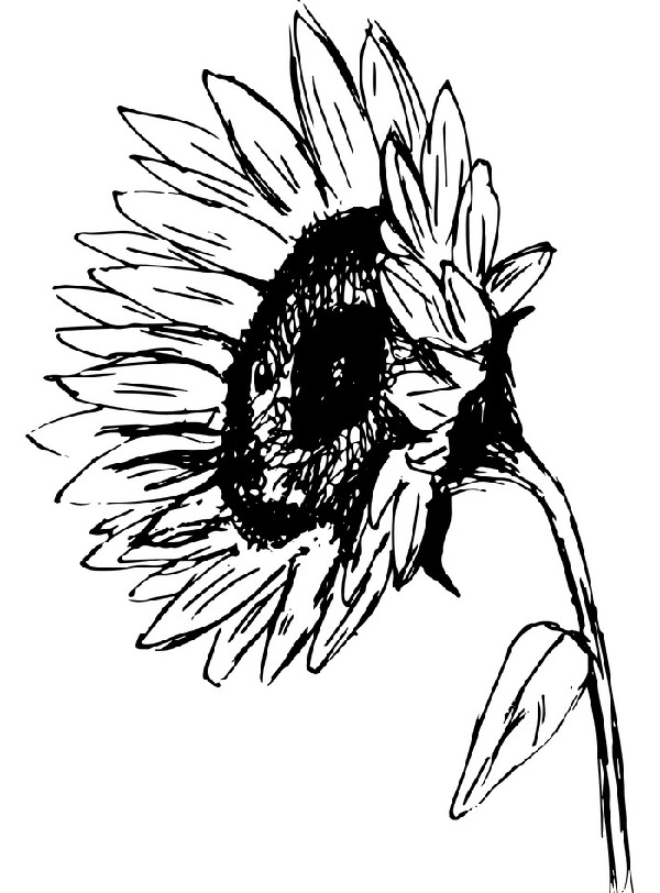 flower drawing 
sunflower drawing