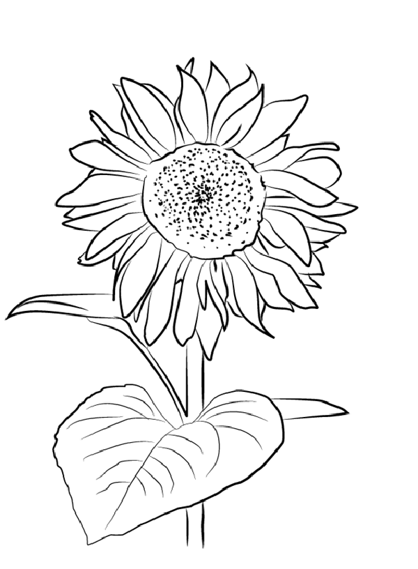 flower drawing 
sunflower drawing