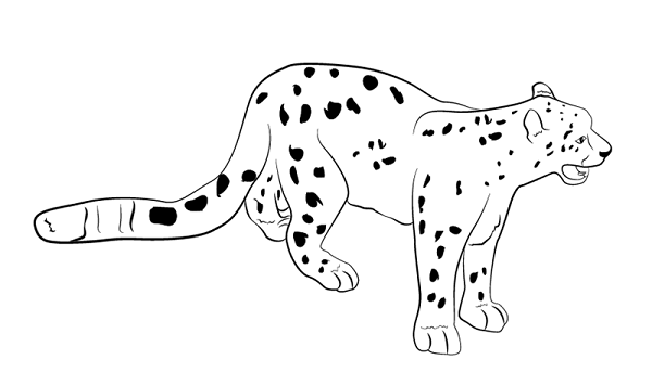 leopard drawing
leopard face drawing