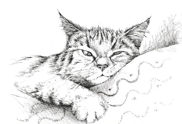 cat drawing