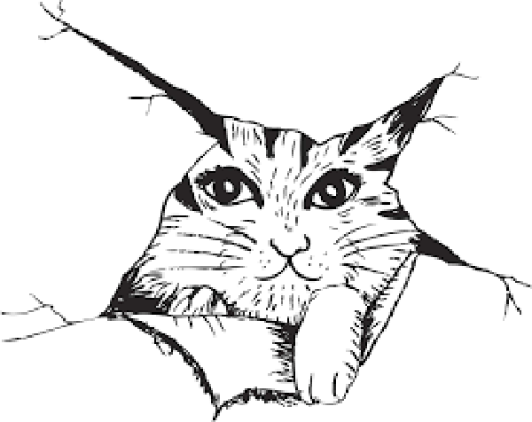 cat drawing