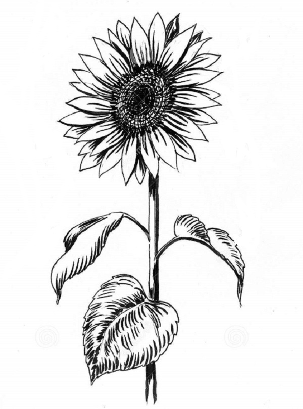 12 +Amazing way to draw a Sunflower drawing Within easy steps.