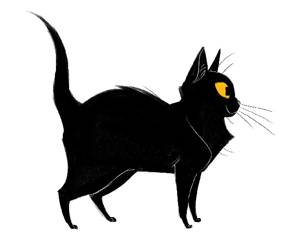 cat drawing