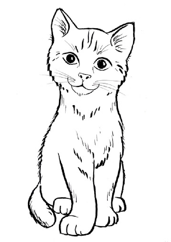 Drawing Of A Surprised Cat : How to draw a cat EASY step by step for