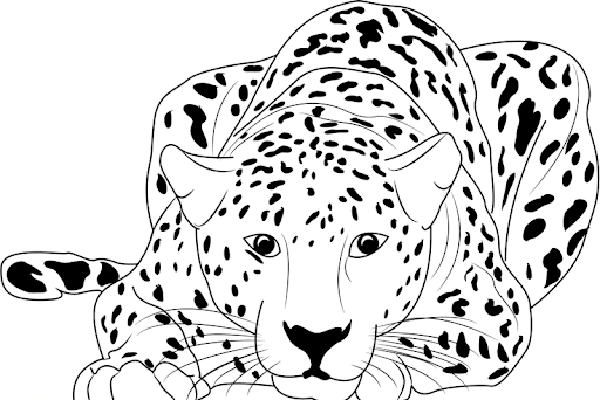 leopard drawing
leopard face drawing