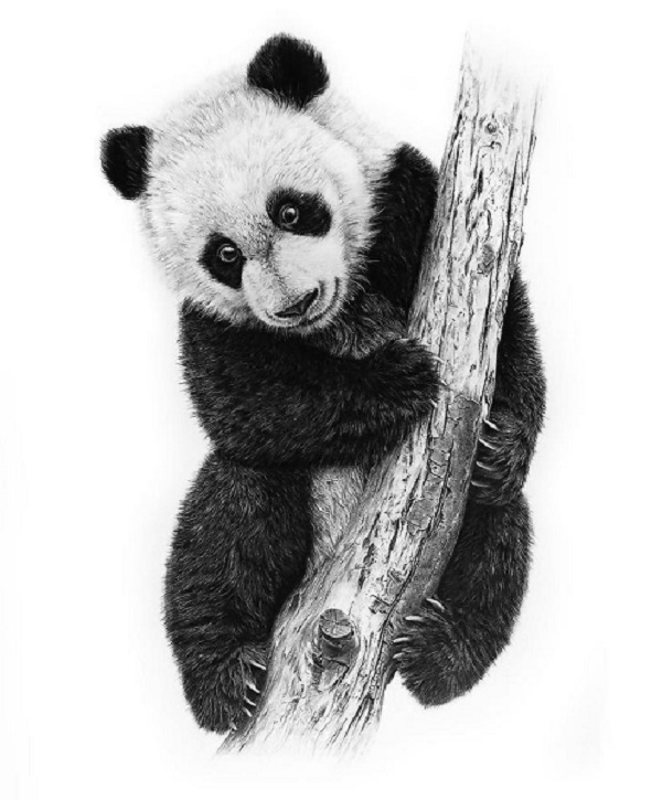 panda drawing 
realistic panda drawing
panda sketch