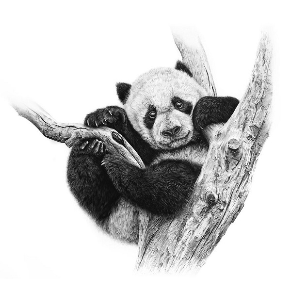 panda drawing 
realistic panda drawing
panda sketch