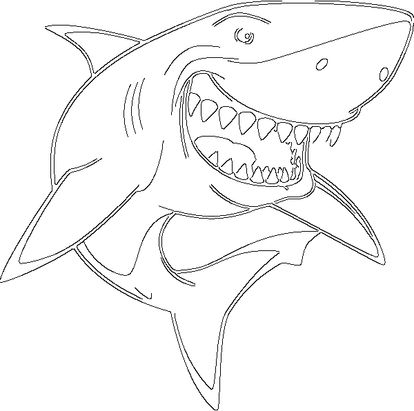 shark drawing