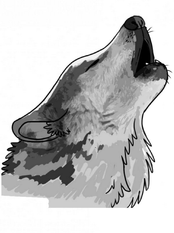 wolf drawing
animal drawing