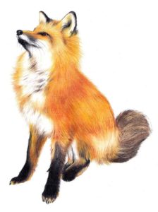 5 Way You Could Draw A Fox Drawing Easily || Animal Drawing.