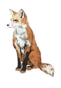 5 Way You Could Draw A Fox Drawing Easily || Animal Drawing.