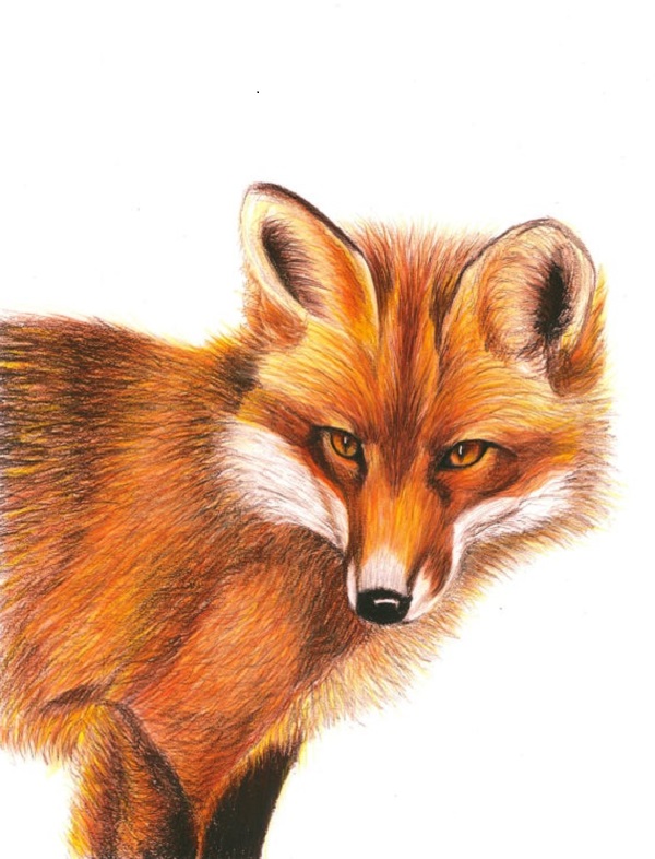 5 Way You Could Draw A Fox Drawing Easily || Animal Drawing.