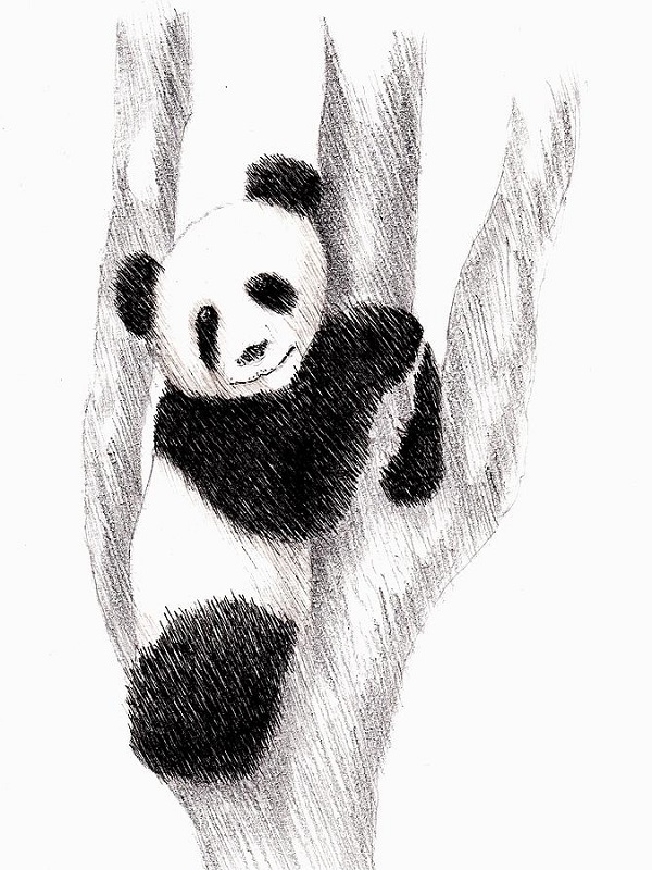 How To Draw A Realistic Panda Draw Real Panda Step By - vrogue.co