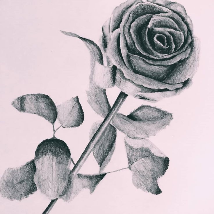 rose drawing
rose sketch
flower drawing