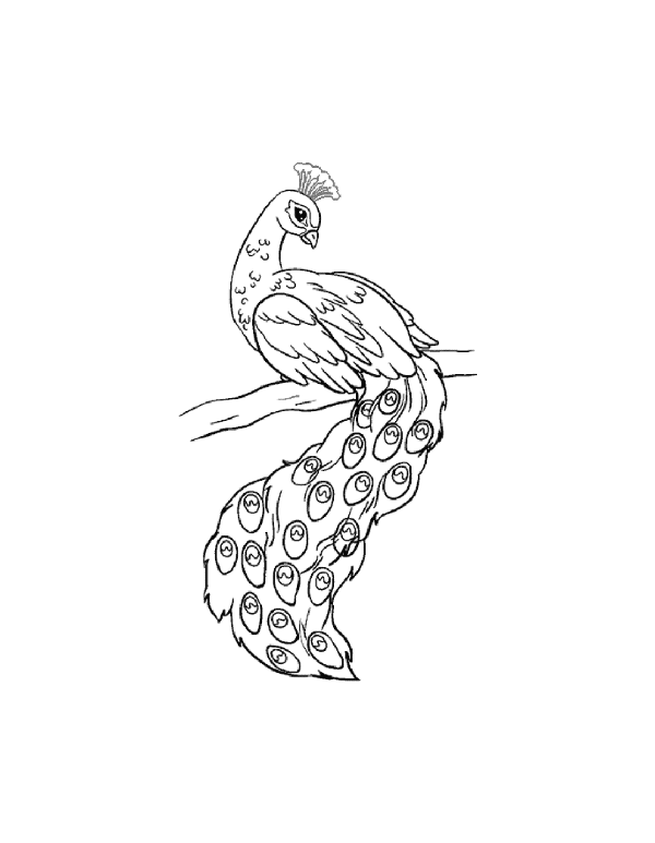 peacock drawing
bird drawing
easy drawing