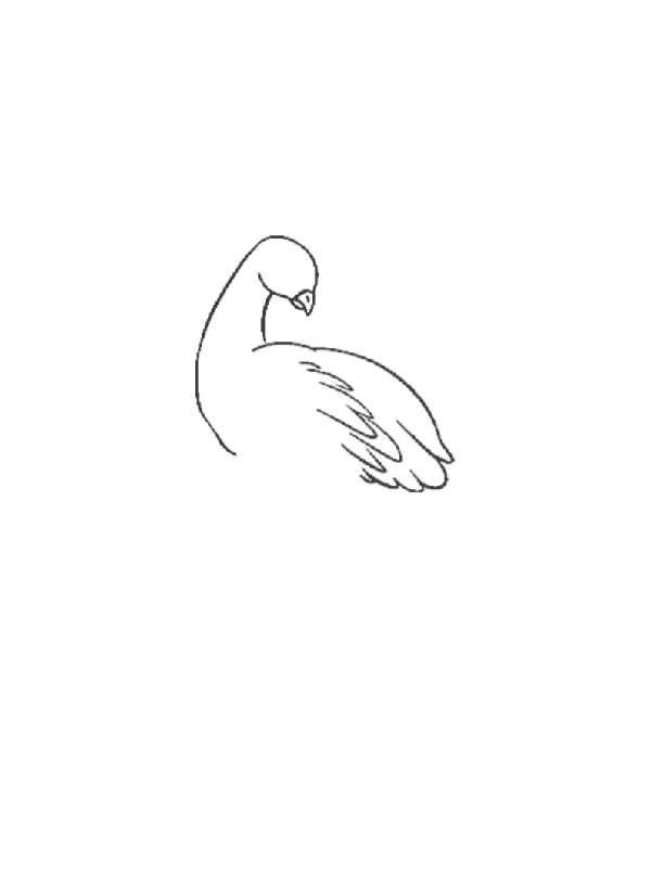 peacock drawing
bird drawing
easy drawing