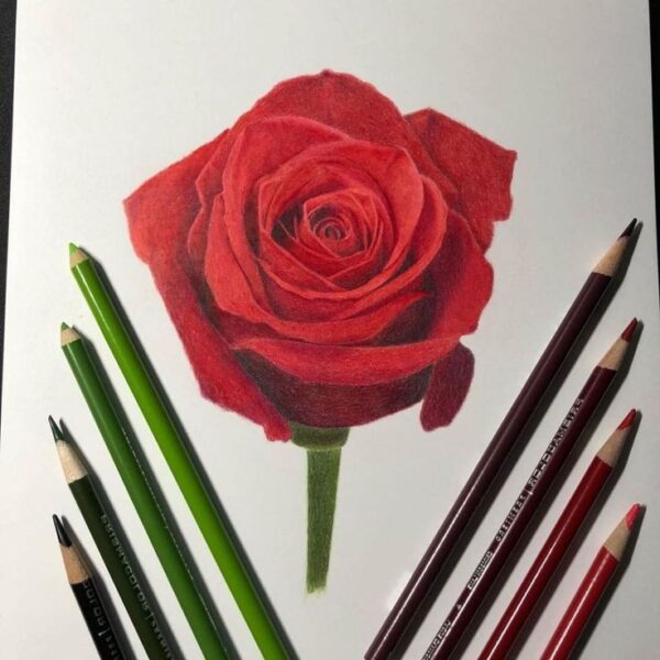 20 + Best & Cool Rose Drawing Ideas - Flower Drawing.