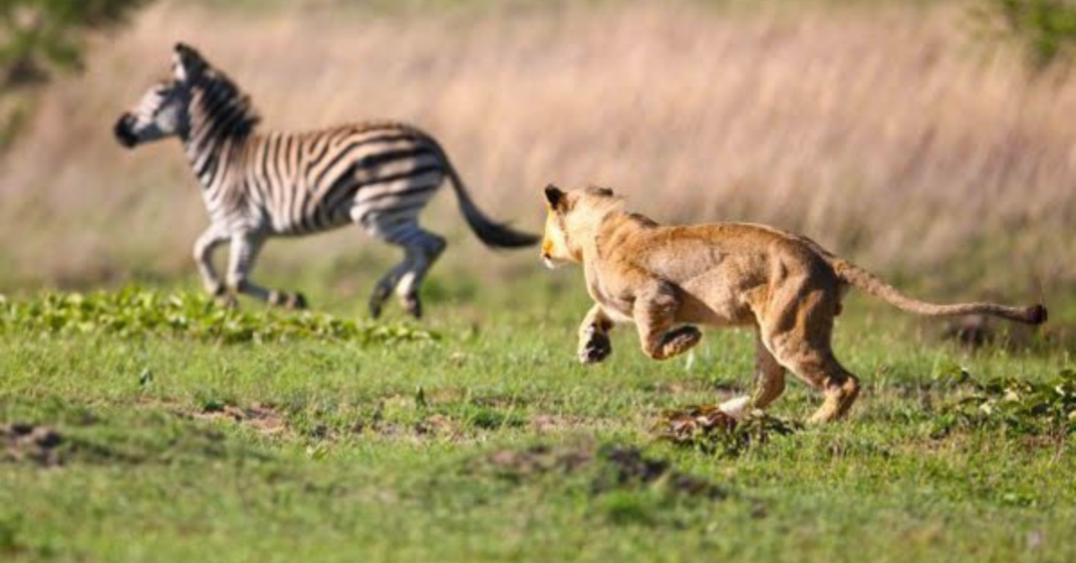 Гнаться вид. Лев охотится. Лев охотится на зебру. Львица охотится.
