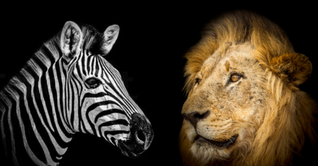 lion vs zebra
lion vs zebra fight
zebra
lion