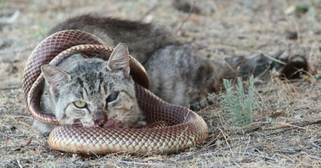 cat vs snake fight
sanke vs cat
cat vs snake
animal fight
