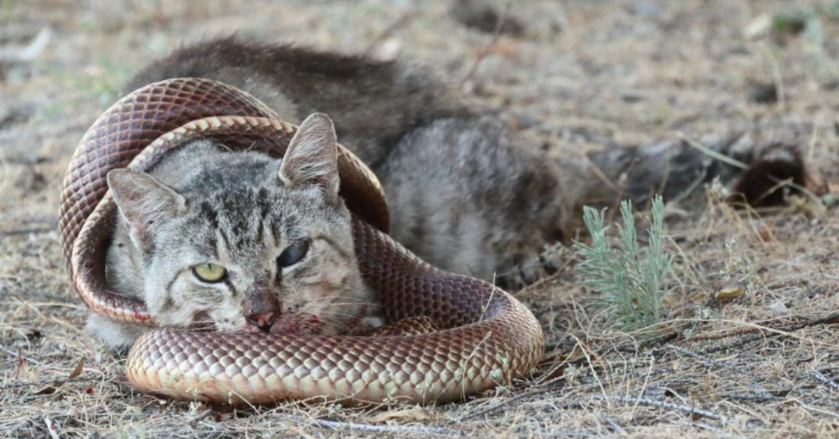 Cats snake. Кот и змея. Кот со змеиного.