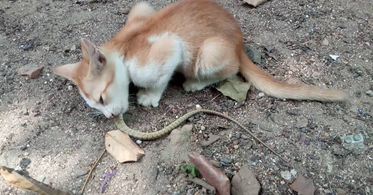 Cat vs Snake Fight Comparison Who Will Win? Wild fighting.