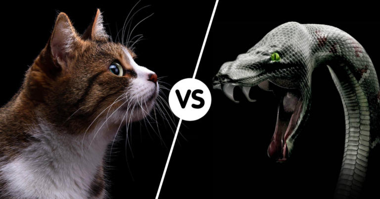 cat vs snake