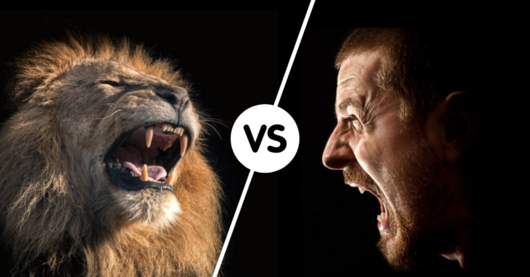 lion vs human fight