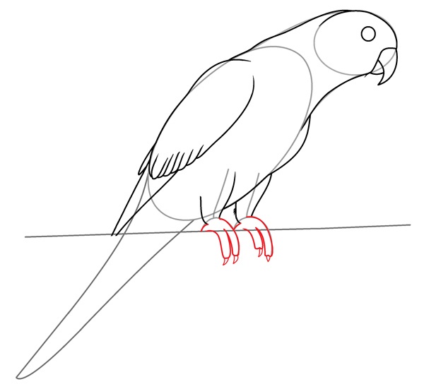 parrot drawing