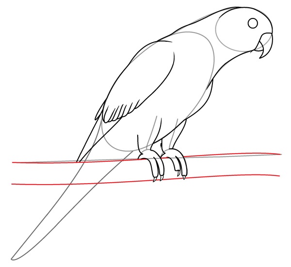 parrot drawing