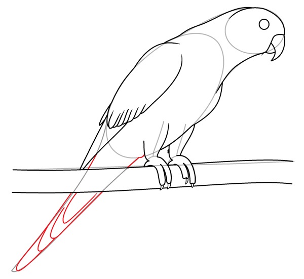 parrot drawing