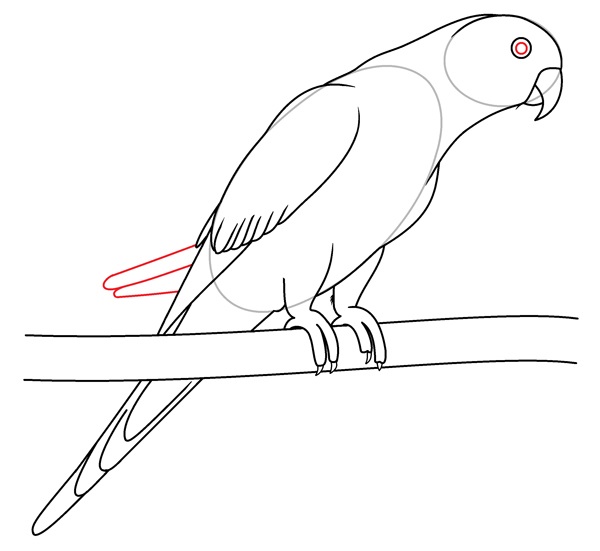 parrot drawing