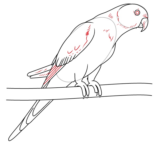 parrot drawing