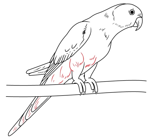 parrot drawing