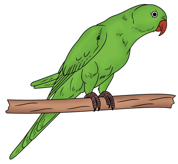 parrot drawing