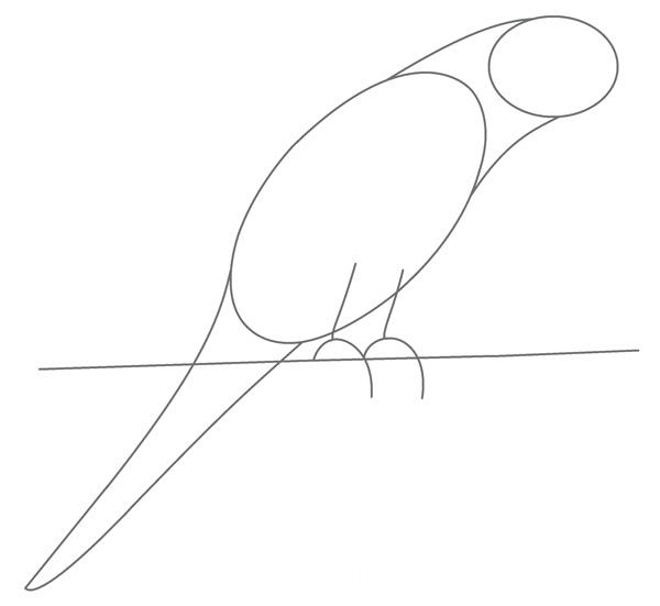 parrot drawing