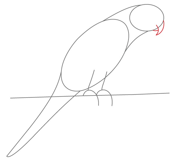 parrot drawing